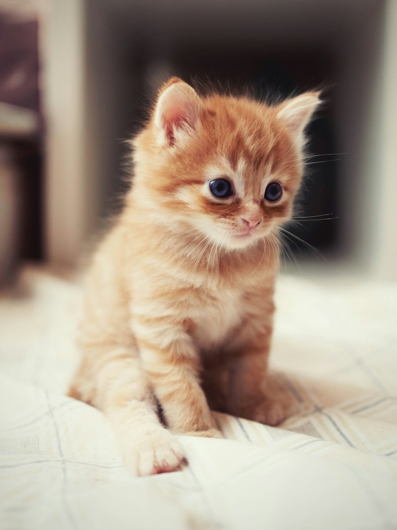 En nyfiken kattunge